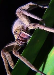 BBC：内奥米的自然噩梦之旅剧情介绍（BBC：内奥米的自然噩梦之旅完整版分集剧情10集全，739字）